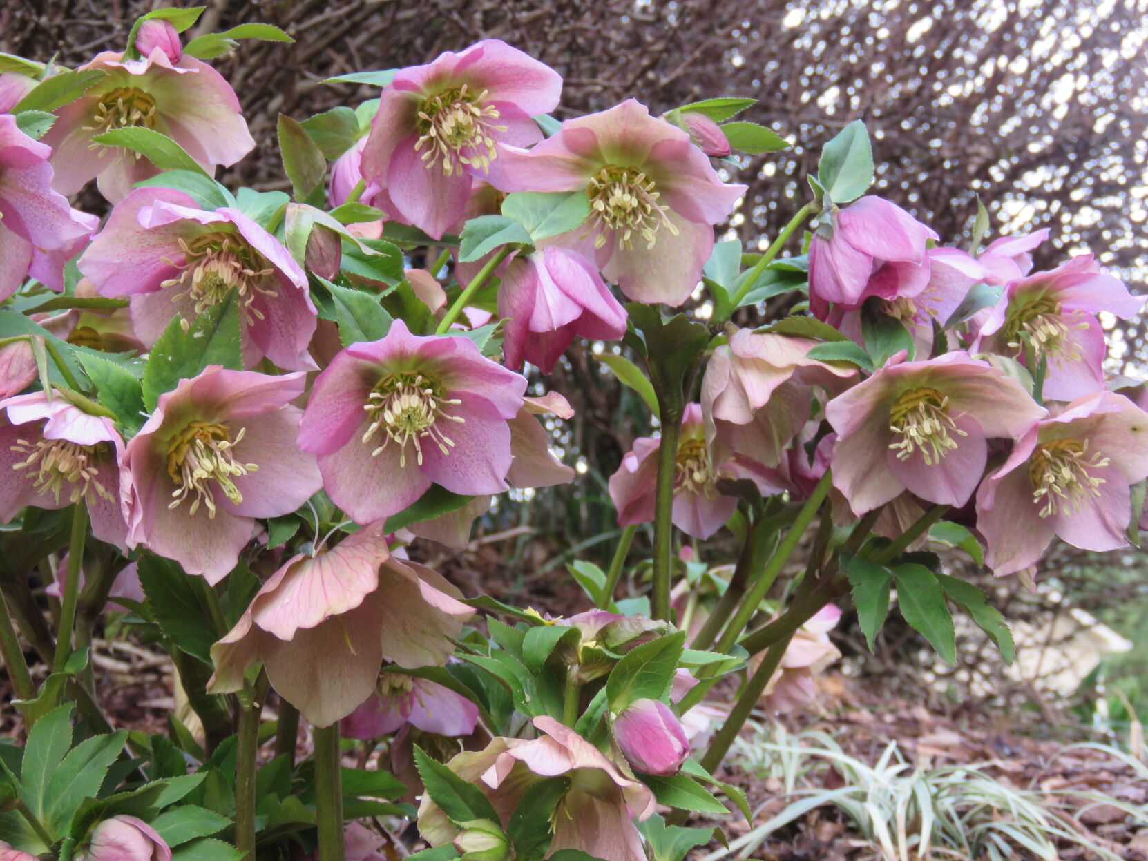 Signs of Spring